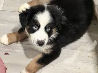 AKC River, a female Australian Shepherd for sale in Milton, DE – 3 of 6