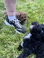 Midnight, a male Poodle - Miniature  for sale in Milton, DE – 10 of 10
