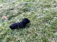 Midnight, a male Poodle - Miniature  for sale in Milton, DE – 4 of 10