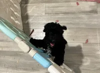 AKC Black Velvet, a female Poodle - Toy  for sale in Milton, DE – 7 of 9