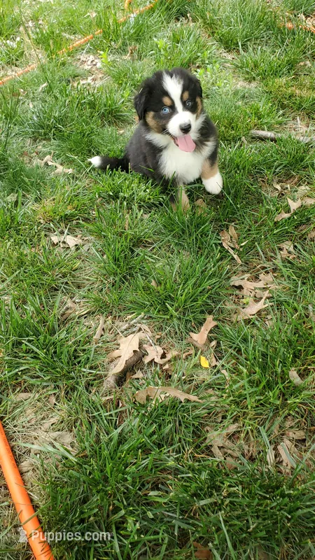 AKC Tail  – Australian Shepherd puppy for sale in Milton, DE