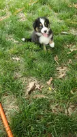 AKC Tail , a male Australian Shepherd for sale in Milton, DE – 1 of 1