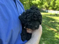 Midnight, a male Poodle - Miniature  for sale in Milton, DE – 7 of 10