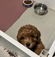 Apricot male poodle, a male Poodle - Miniature  for sale in Milton, DE – 2 of 5