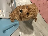 AKC Red Boy, a male Poodle - Toy  for sale in Milton, DE – 8 of 8