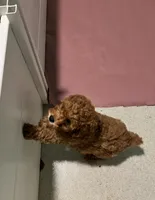 Apricot male poodle, a male Poodle - Miniature  for sale in Milton, DE – 4 of 5