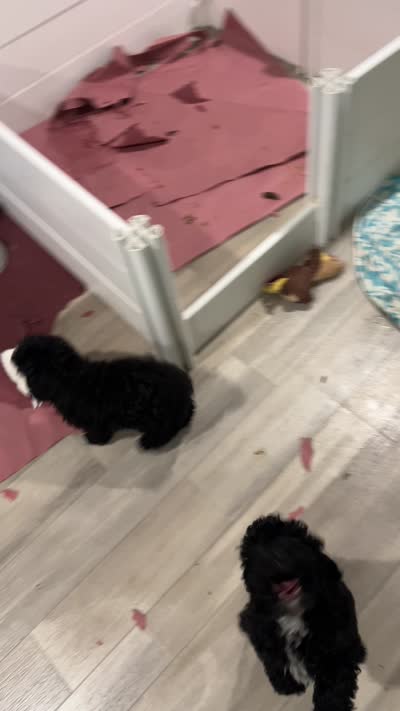 AKC Black Velvet, a female Poodle - Toy  for sale in Milton, DE – 9 of 9