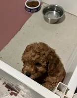 Apricot male poodle, a male Poodle - Miniature  for sale in Milton, DE – 3 of 5
