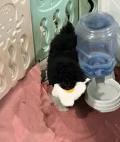 AKC Black Velvet, a female Poodle - Toy  for sale in Milton, DE – 1 of 9