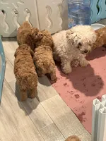 AKC Red Boy, a male Poodle - Toy  for sale in Milton, DE – 6 of 8