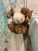 AKC Red Boy, a male Poodle - Toy  for sale in Milton, DE – 7 of 8