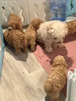 AKC Red Boy, a male Poodle - Toy  for sale in Milton, DE – 2 of 8