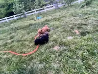 AKC Red Boy, a male Poodle - Toy  for sale in Milton, DE – 5 of 8