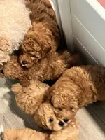 AKC Red Boy, a male Poodle - Toy  for sale in Milton, DE – 3 of 8