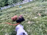 AKC Red Boy, a male Poodle - Toy  for sale in Milton, DE – 4 of 8