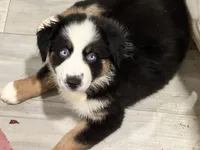 AKC River, a female Australian Shepherd for sale in Milton, DE – 1 of 6