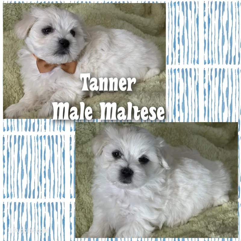 Tanner – Maltese puppy for sale in Vine Grove, KY