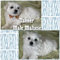 Tanner, a male Maltese for sale in Vine Grove, KY – 1 of 1