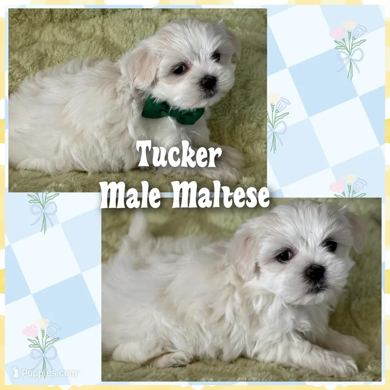 Tucker  – Maltese puppy for sale in Vine Grove, KY