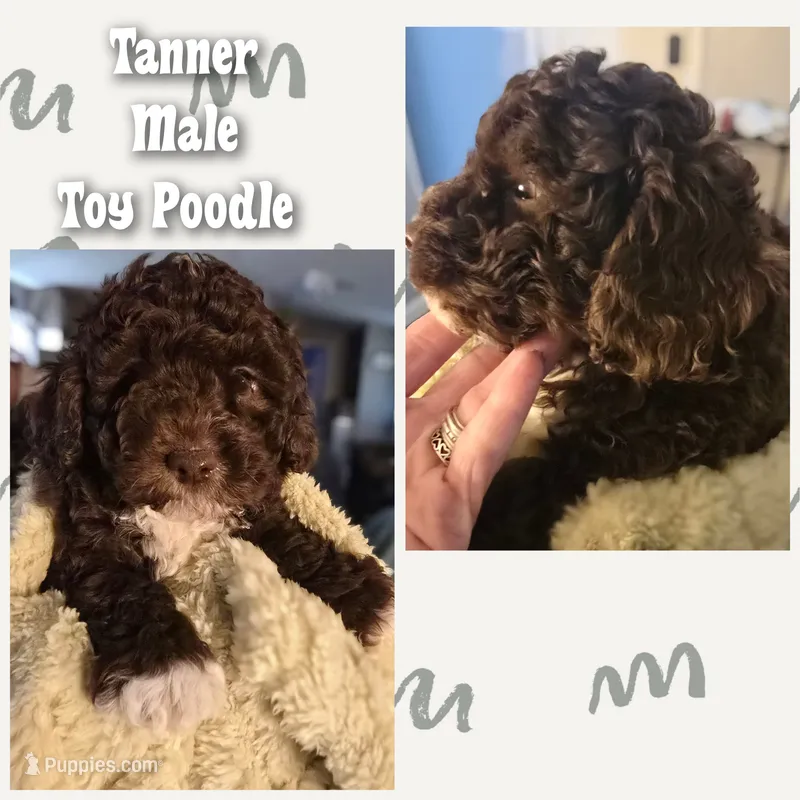 Tann – Poodle - Toy  puppy for sale in Vine Grove, KY