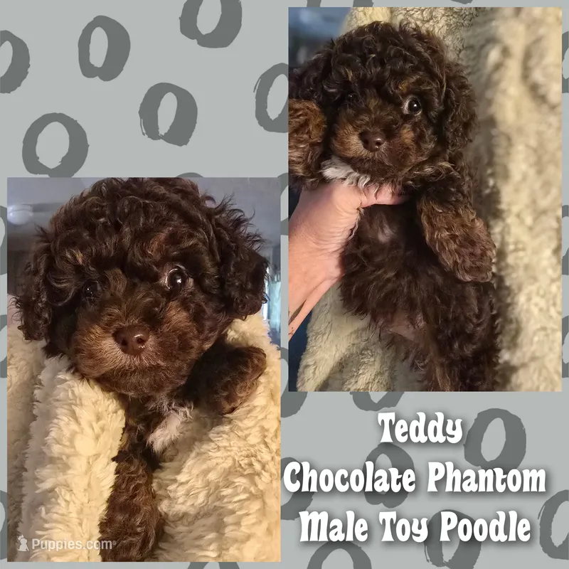 Teddy – Poodle - Toy  puppy for sale in Vine Grove, KY