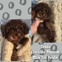 Teddy, a male Poodle - Toy  for sale in Vine Grove, KY – 1 of 1