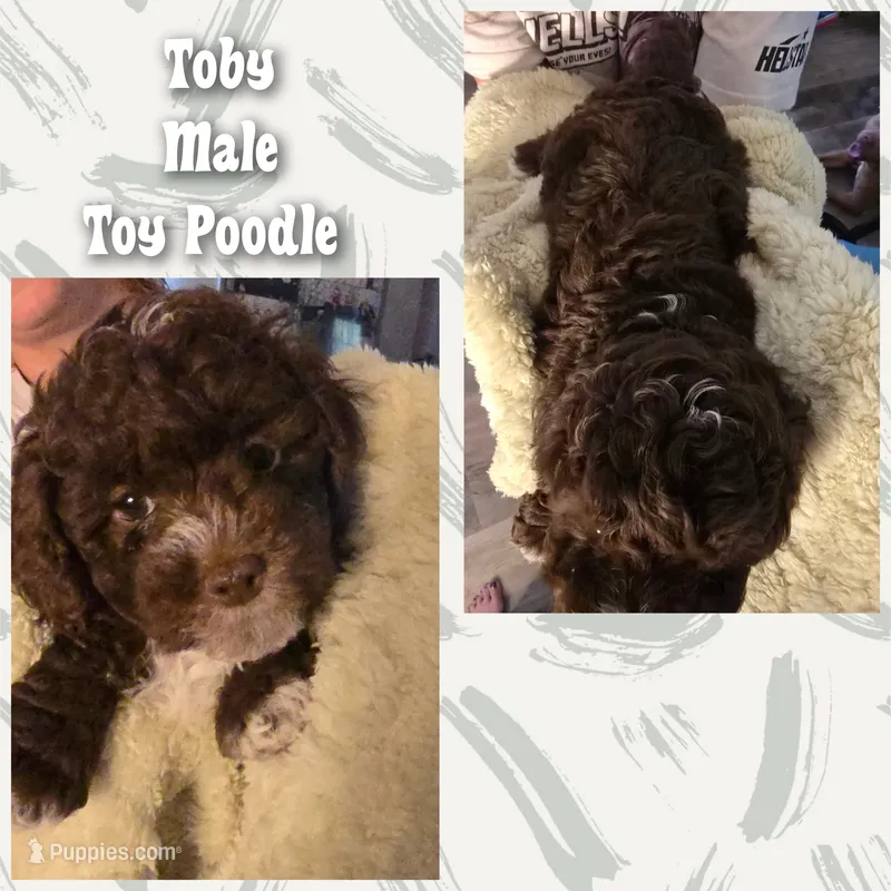 Toby – Poodle - Toy  puppy for sale in Vine Grove, KY