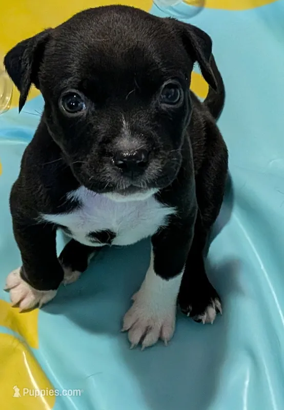 Lucy – American Pit Bull Terrier, Labrador Retriever puppy for sale in Portland, OR