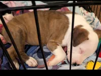 Fatboy, a male American Pit Bull Terrier and Labrador Retriever for sale in Portland, OR – 6 of 9