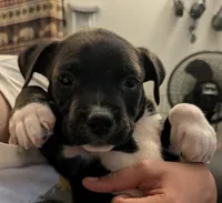 Lucky , a female American Pit Bull Terrier and Labrador Retriever for sale in Portland, OR – 2 of 9
