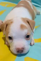 Cinco, a male American Pit Bull Terrier and Labrador Retriever for sale in Portland, OR – 2 of 3
