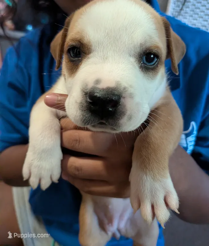 Starr – American Pit Bull Terrier, Labrador Retriever puppy for sale in Portland, OR