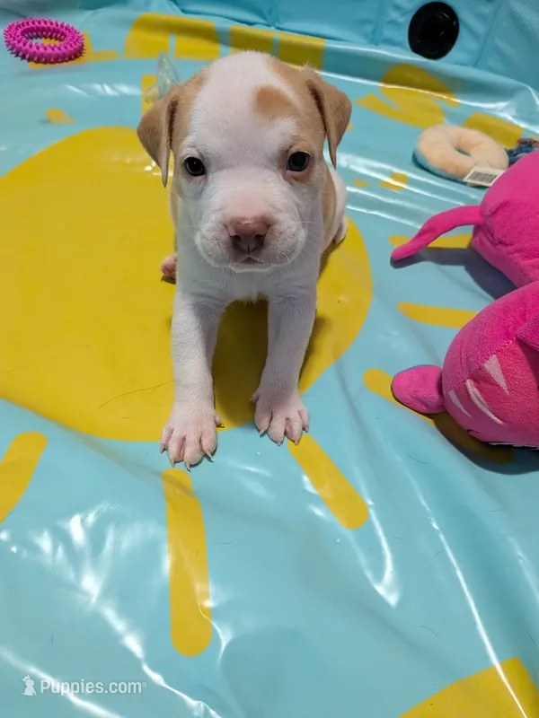 Cinco – American Pit Bull Terrier, Labrador Retriever puppy for sale in Portland, OR