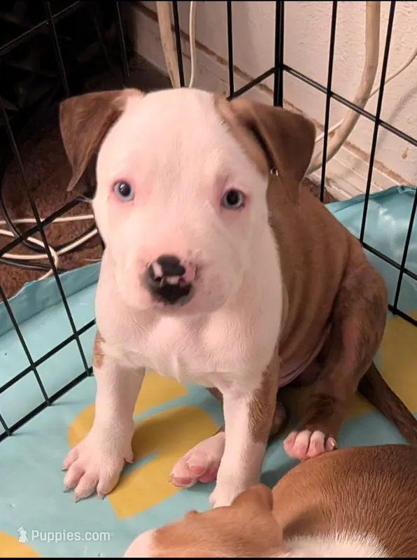 Fatboy – American Pit Bull Terrier, Labrador Retriever puppy for sale in Portland, OR