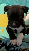 Lucy, a female American Pit Bull Terrier and Labrador Retriever for sale in Portland, OR – 4 of 6