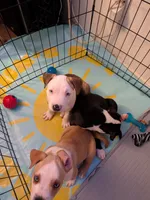 Fatboy, a male American Pit Bull Terrier and Labrador Retriever for sale in Portland, OR – 7 of 9