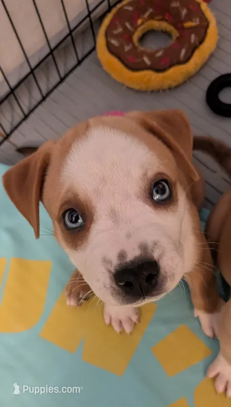Starr – American Pit Bull Terrier, Labrador Retriever puppy for sale in Portland, OR