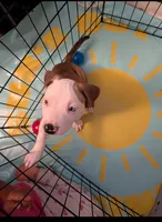 Fatboy, a male American Pit Bull Terrier and Labrador Retriever for sale in Portland, OR – 8 of 9