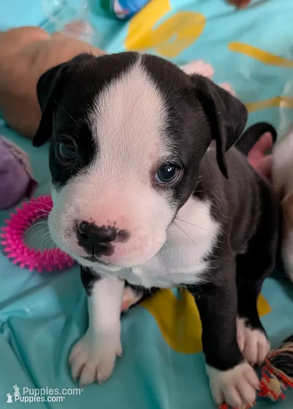 Cow – American Pit Bull Terrier, Labrador Retriever puppy for sale in Portland, OR