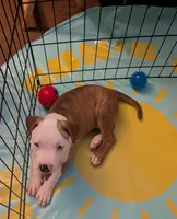 Fatboy, a male American Pit Bull Terrier and Labrador Retriever for sale in Portland, OR – 3 of 9