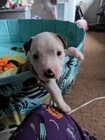 Fatboy, a male American Pit Bull Terrier and Labrador Retriever for sale in Portland, OR – 4 of 9