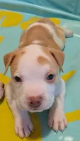 Cinco, a male American Pit Bull Terrier and Labrador Retriever for sale in Portland, OR – 3 of 3