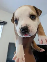 Starr, a female American Pit Bull Terrier and Labrador Retriever for sale in Portland, OR – 3 of 3