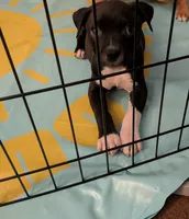 Lucky , a female American Pit Bull Terrier and Labrador Retriever for sale in Portland, OR – 8 of 9