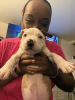 Fatboy, a male American Pit Bull Terrier and Labrador Retriever for sale in Portland, OR – 5 of 9