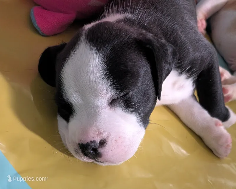 Cow – American Pit Bull Terrier, Labrador Retriever puppy for sale in Portland, OR