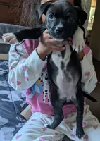 Lucy, a female American Pit Bull Terrier and Labrador Retriever for sale in Portland, OR – 2 of 6