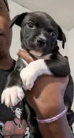 Lucy, a female American Pit Bull Terrier and Labrador Retriever for sale in Portland, OR – 6 of 6