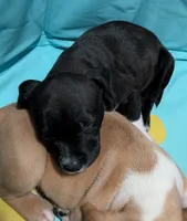 Lucy, a female American Pit Bull Terrier and Labrador Retriever for sale in Portland, OR – 5 of 6