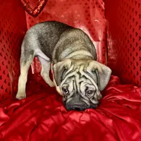 Bacon, a male French Bulldog for sale in Atlanta, GA – Photo 2 of 8